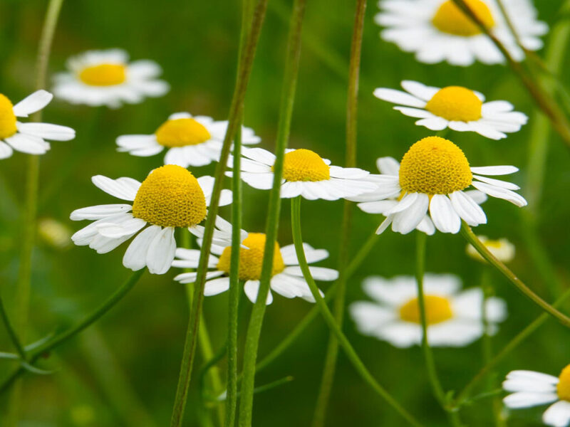 SCENTED MAYWEED, CAMOMILE