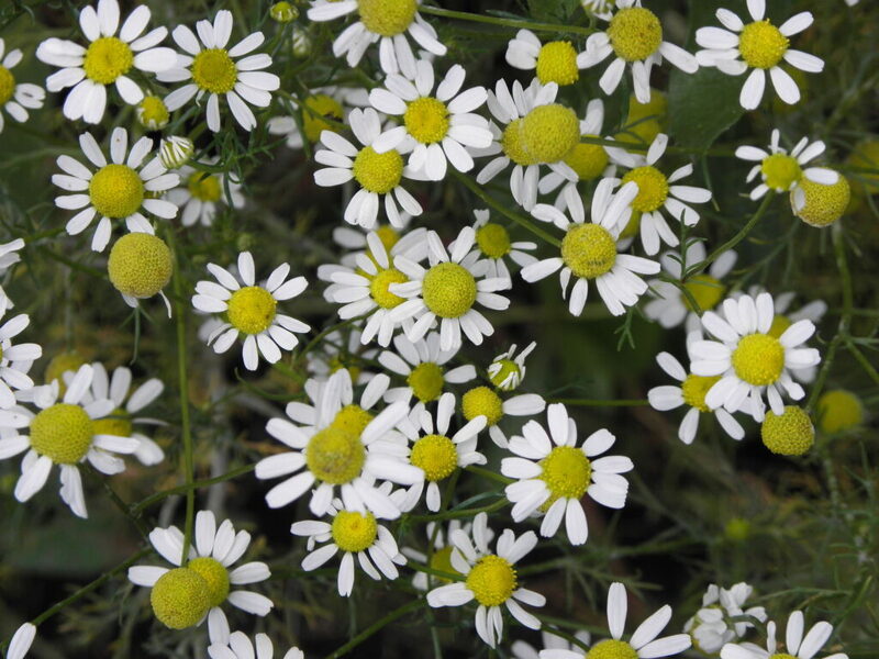 SCENTED MAYWEED, CAMOMILE