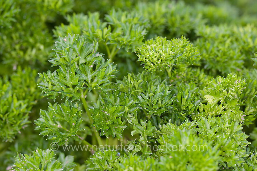 GARDEN PARSLEY