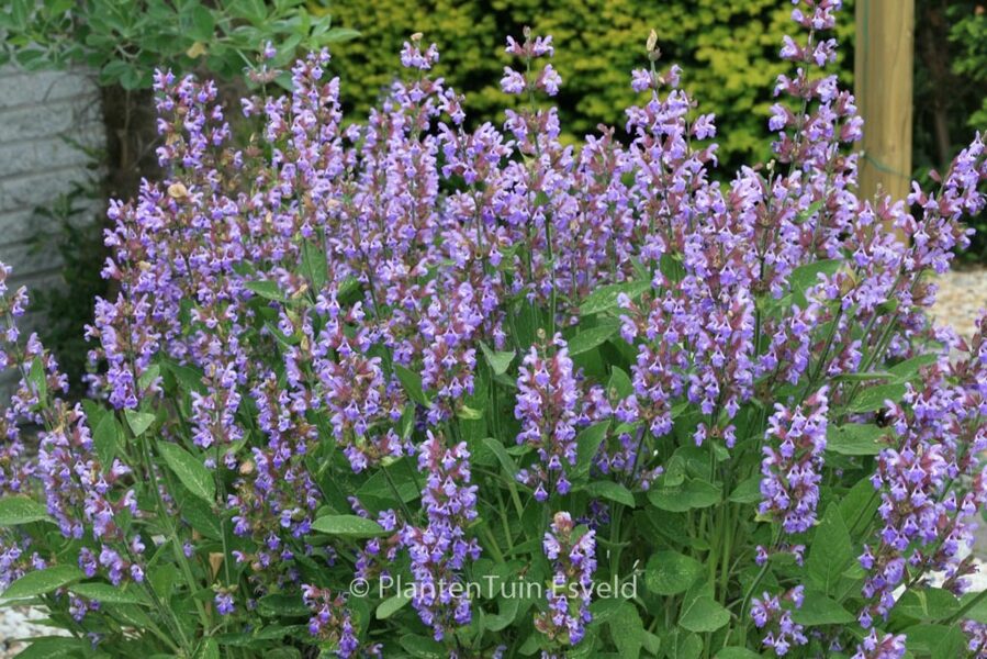 GARDEN SAGE