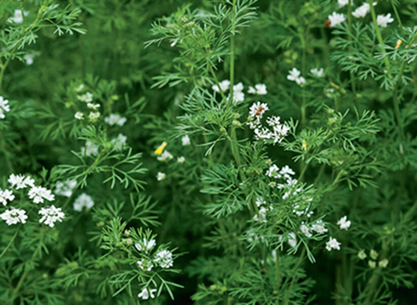 CORIANDER