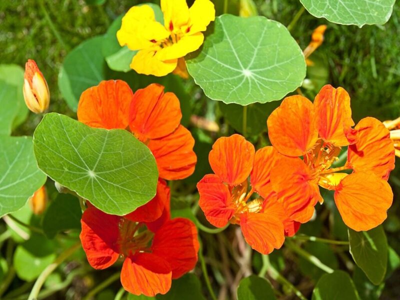 NASTURTIUM, INDIAN CRESS