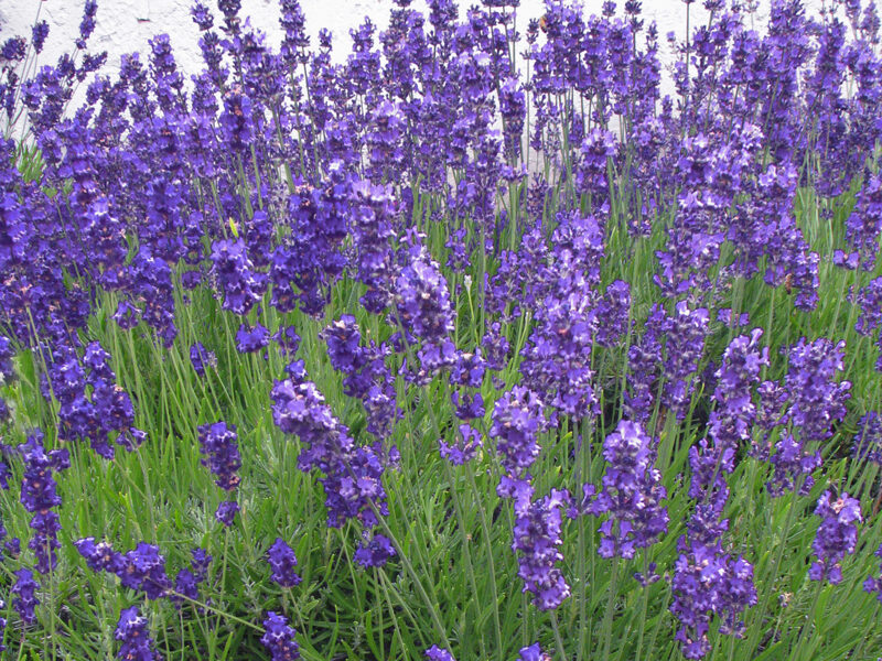 LAVANDER