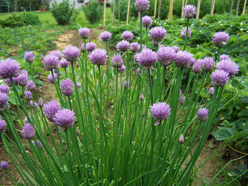 CHIVES