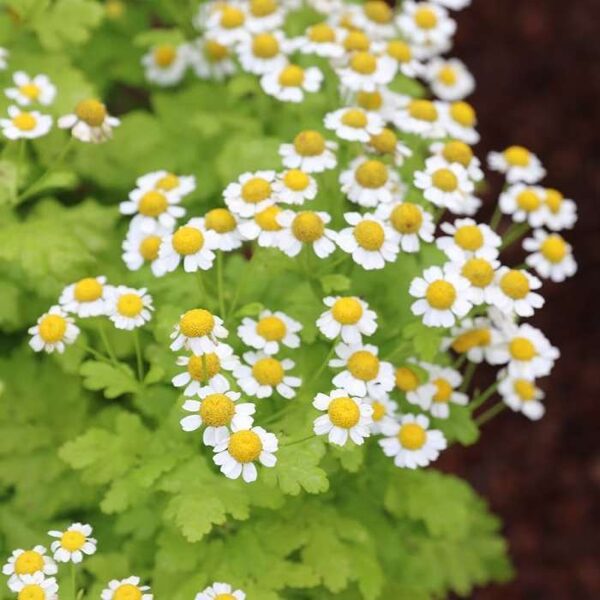 FEVERFEW