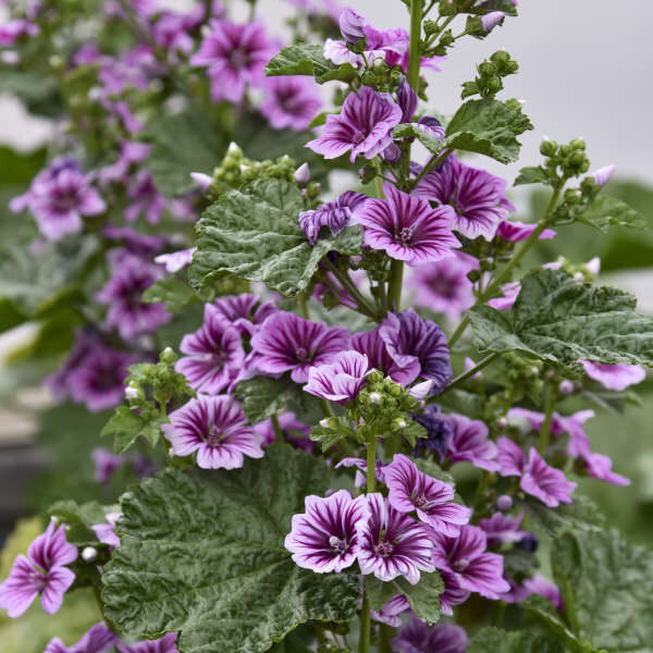 COMMON MALLOW