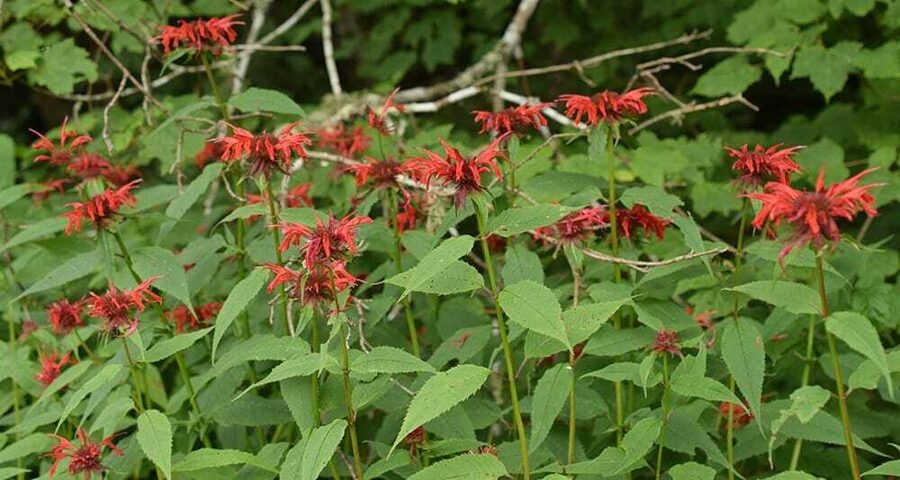 SCARLET BEEBALM, SCARLET MONARDA