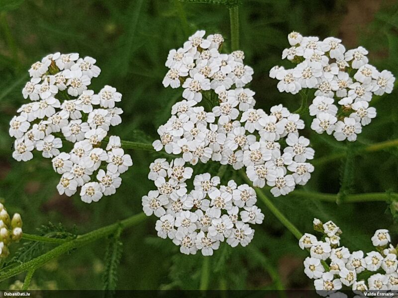YARROW