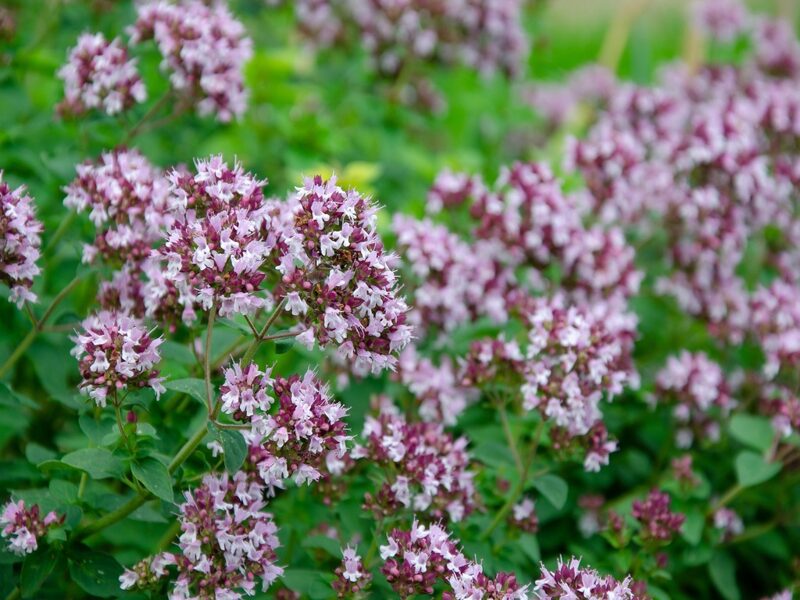 COMMON ORIGANUM