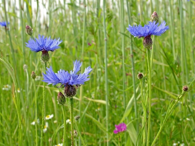 CORNFLOWER