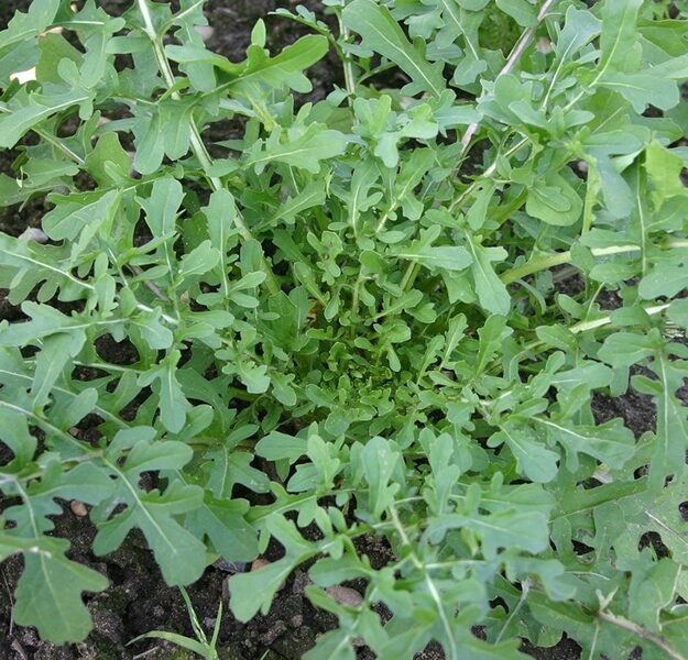 RUCOLA, SALAD ROCKET