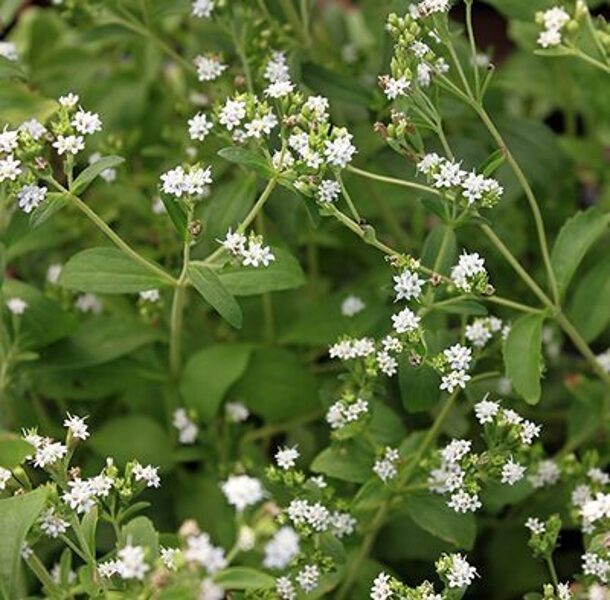 STEVIA, SEETLEAF