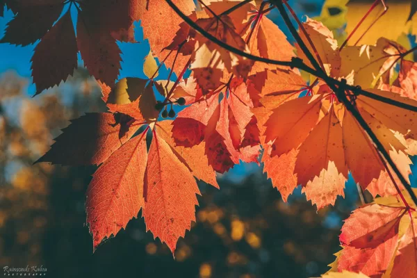 Rudens muižas parkā